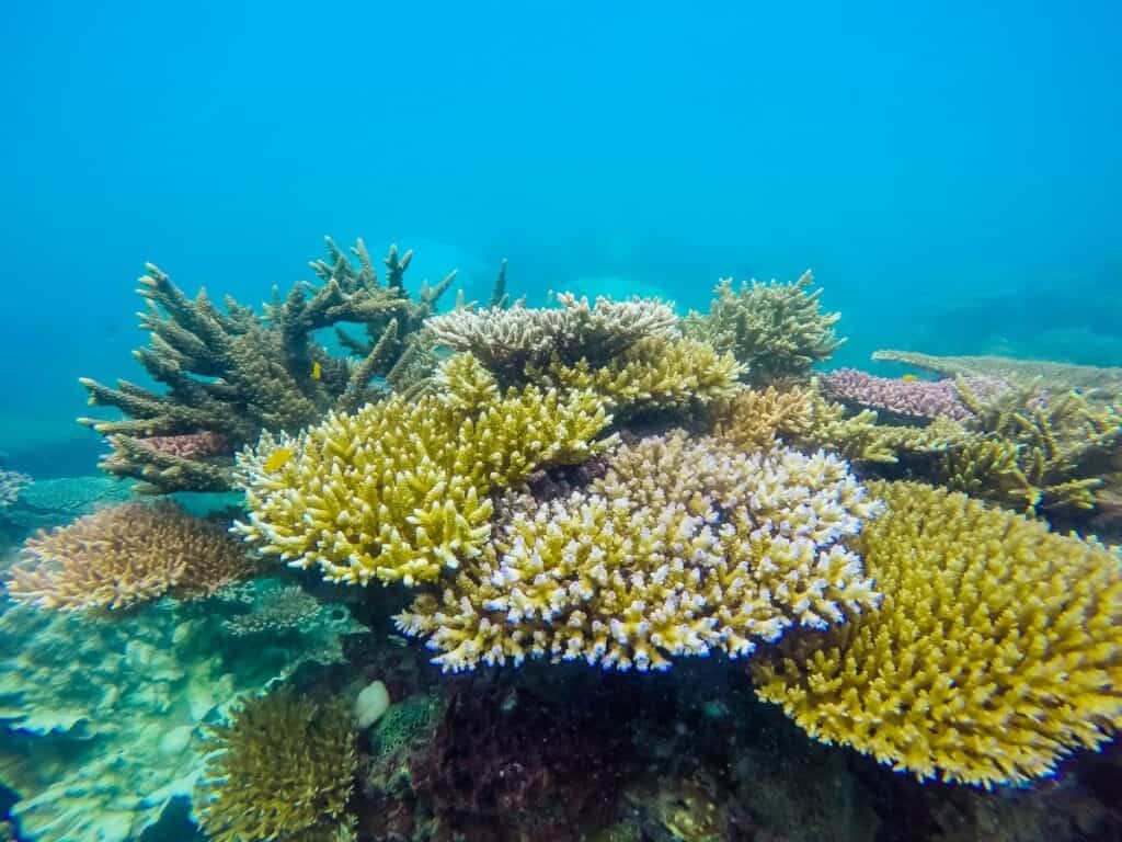 Hệ san hô dưới biển tại Côn Đảo.