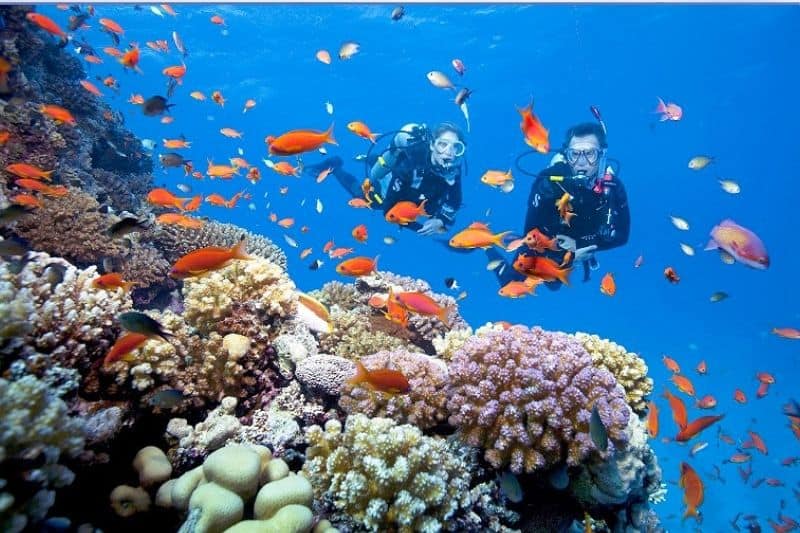 Rạn san hô và động vật biển đầy màu sắc.