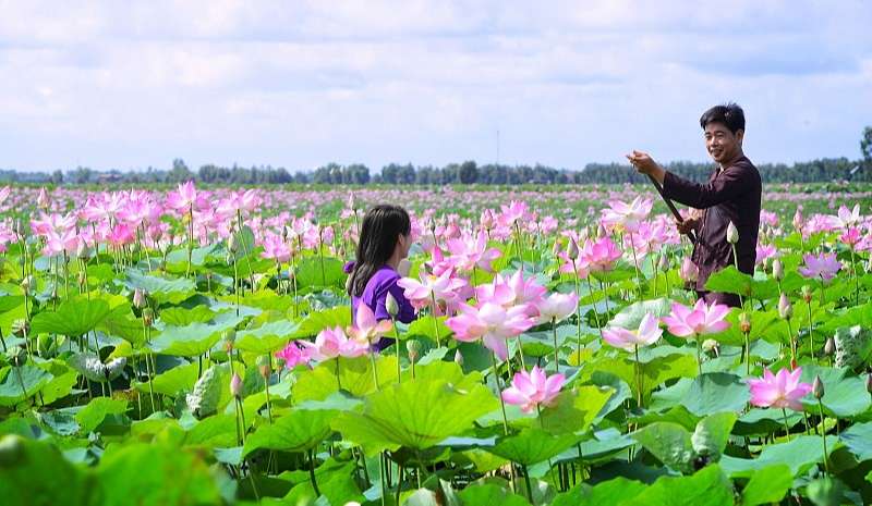 Cánh đồng hoa sen tại tỉnh Đồng Tháp.