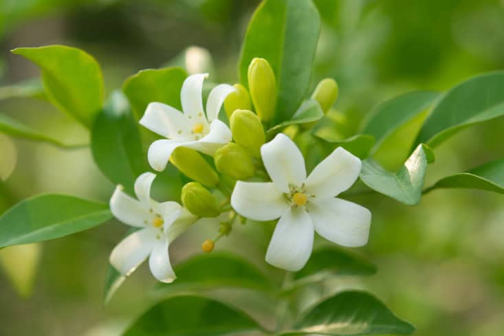 cay-nguyet-que-co-y-nghia-gi-trong-phong-thuy