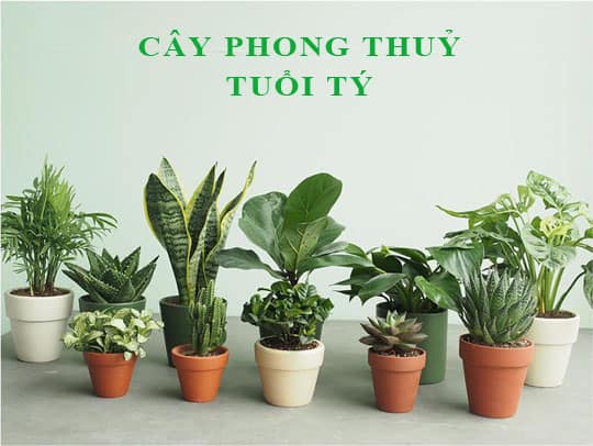 nguoi-tuoi-ty-nen-trong-cay-gi