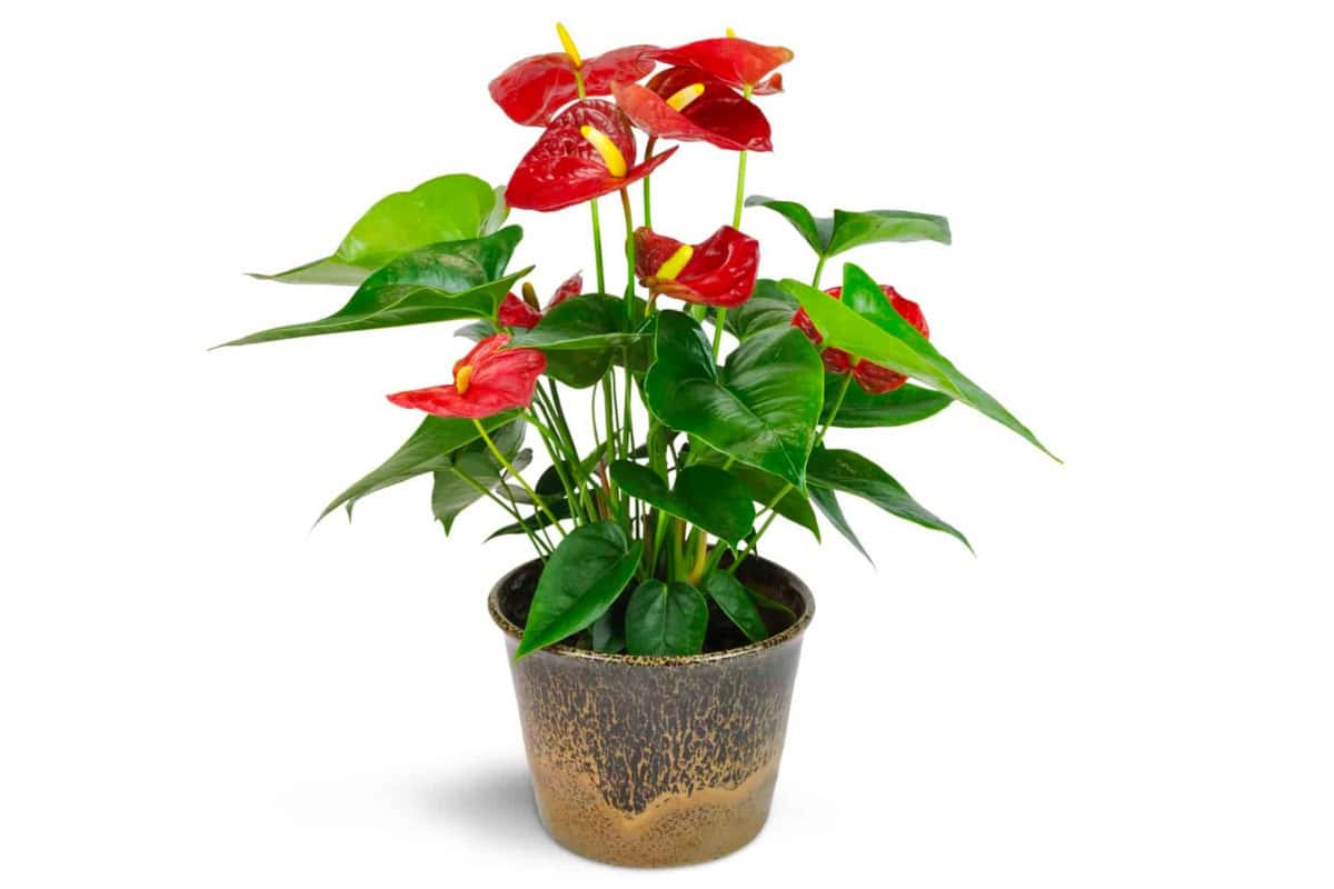 nguoi-tuoi-ty-nen-trong-cay-gi3