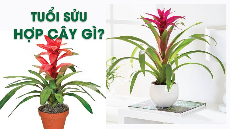 tuoi-suu-nen-trong-loai-cay-nao