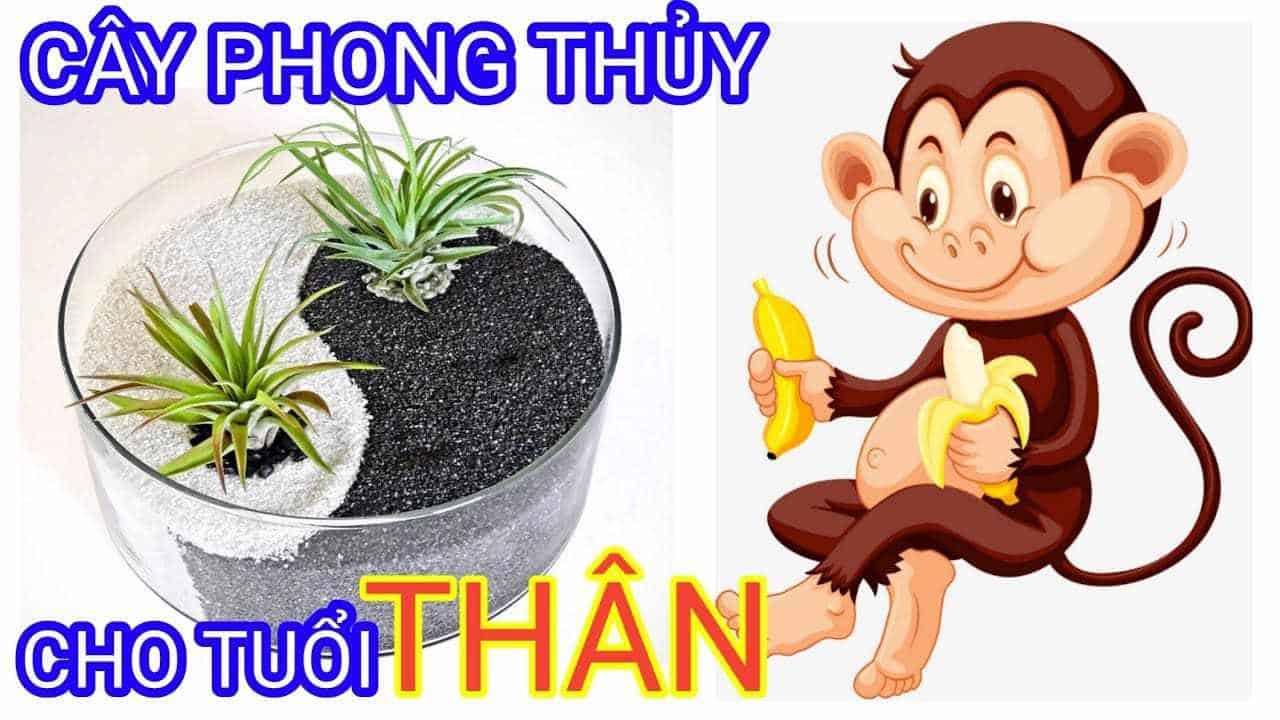 cay-phong-thuy-hop-voi-tuoi-than