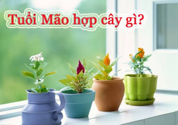 tuoi-mao-hop-trong-cay-gi