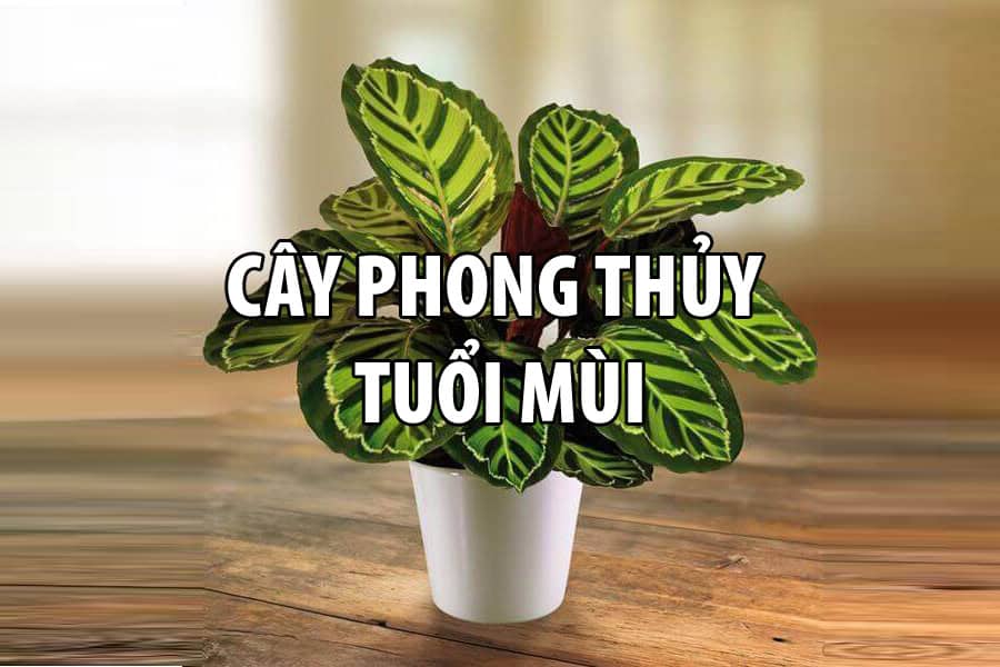 tuoi-mui-hop-trong-cay-gi
